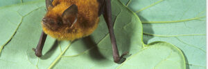 Southeastern Myotis Bat