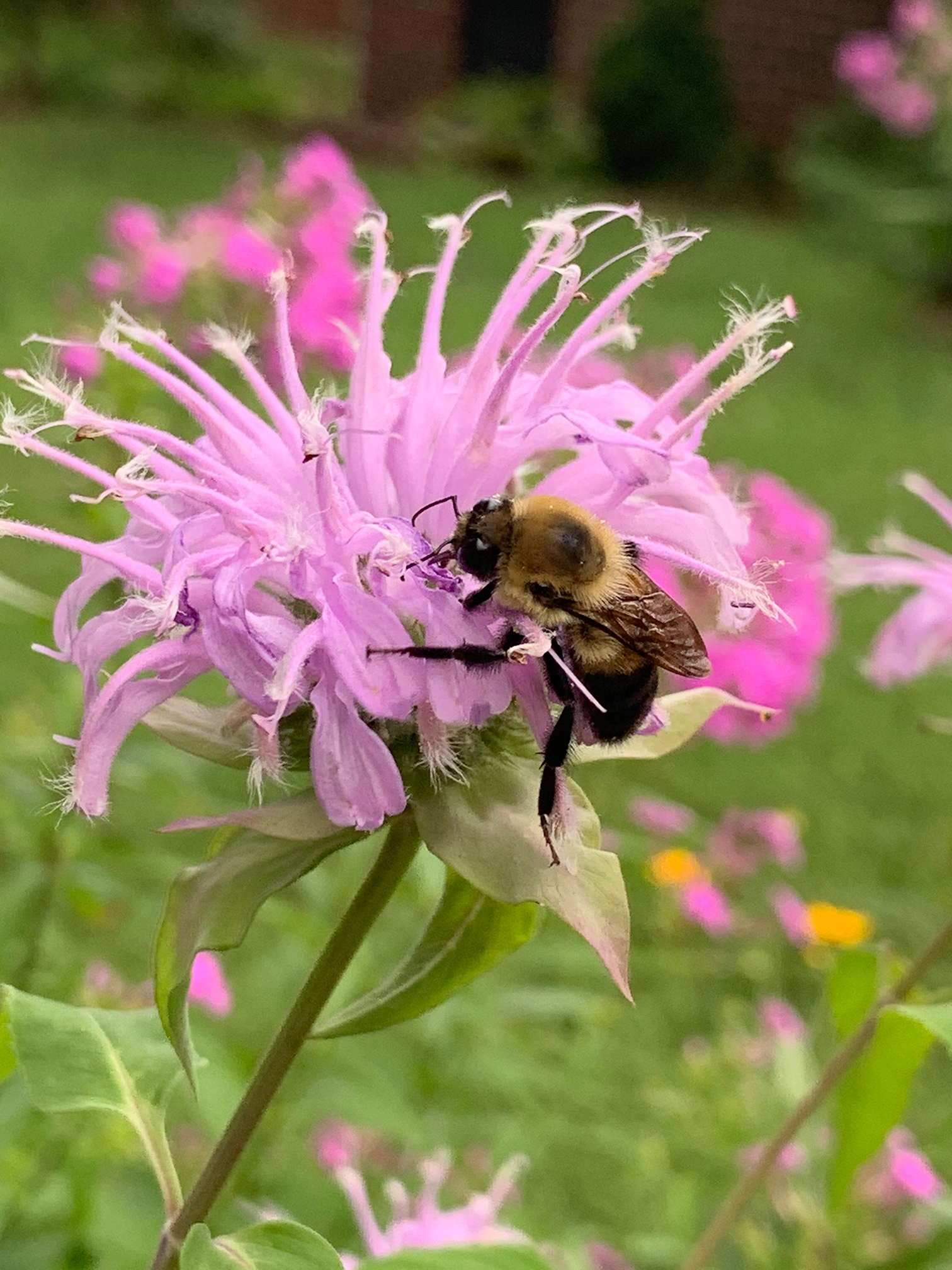 Native Alternatives to Invasive Plants Wild Ones Southern Kentucky